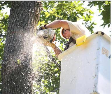 Detroit Metro Tree Service