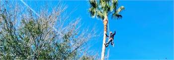 SkyView Tree Service